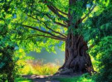 Магические свойства деревьев